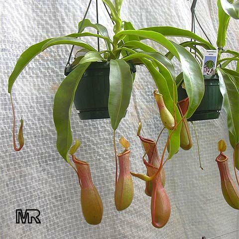 http://www.flowers.org.ua/ukazatel/images/nepenthes/nepenthes_big.jpg