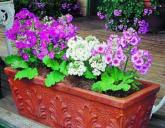 Предмет гордости англичан - примула ушковая. Чаще всего емкостями с цветущими растениями украшают террасы или вход в дом.